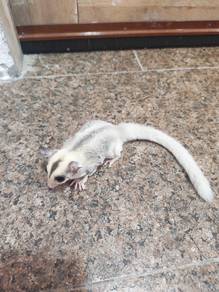 sugar glider mosaic