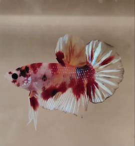 HMPK Metalic Multicolour