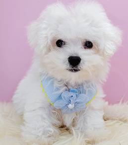 Bichon