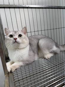 Silver Shaded Bsh