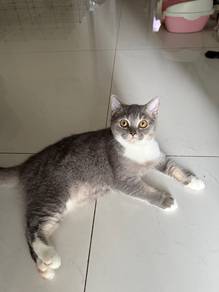 Female BSH + Scottish Fold