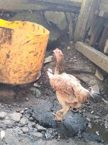 Ayam betina sabung 