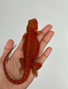 Bearded Dragon 