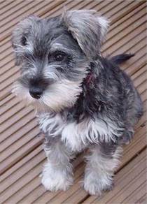 Schnauzer