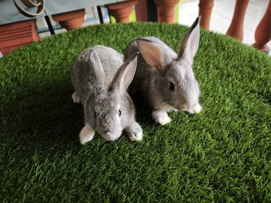 Arnab Rabbit xx FG