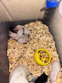 Hamster syrian open booking