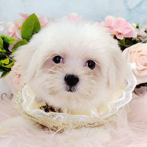 Maltese