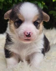 CORGI PUPPIES C111 Available Male & Female