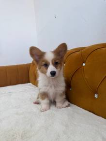 Long-hair Corgi