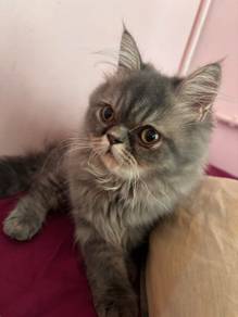 Persian cat