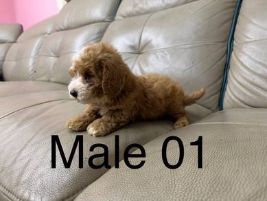 Pure small poodle
