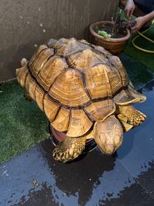 Big Size Sulcata