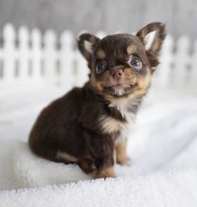 CHIHUAHUA PUPPIES 168🌷Head Apple Cute Dog