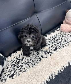 POODLE PUPPIES s150🌻 REHOME Grey boy 🧸