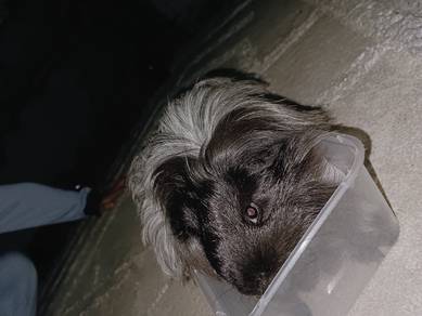 gunie pig