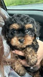 G128 Toy Poodle Black Tan color cute puppy