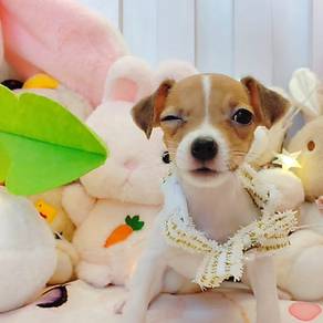Jack Russell