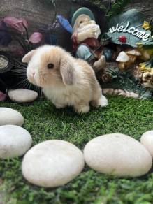 Holland lop