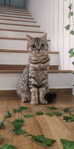 Exclusive British Shorthair (BSH) Premium 👑