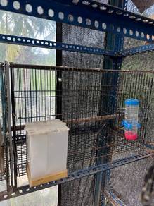 Sangkar Burung 