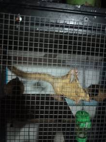 1jantan3betina1baby