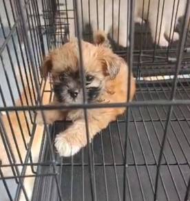 Shih tzu