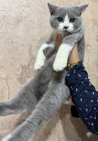 Bsh