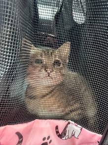 tabby