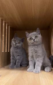 British Short Hair BSH Kitten Cat