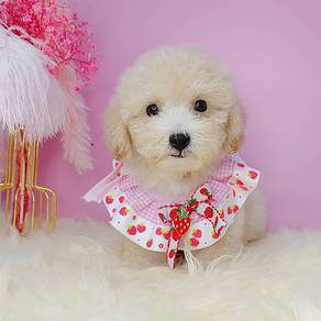 Poodle