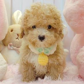 TOY Poodle