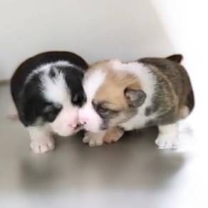 Welsh corgi male mka and microchip