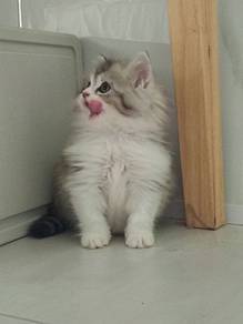 Siberian Kitten 