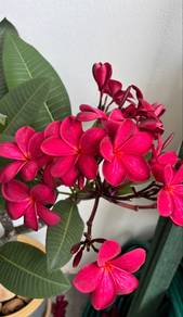 Pokok Plumeria Frangipan Rubra Dark Red 2.5 feet