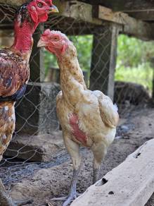 Ibu ayam ganoi