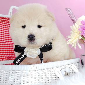 Chow Chow
