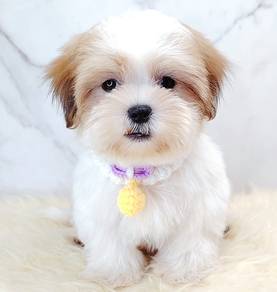 Shih Tzu