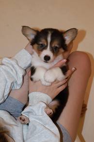 J0817 Corgi Adorable Pet Puppy