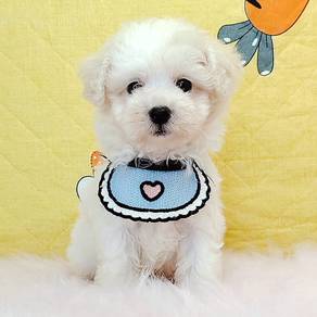 Maltipoo