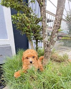 Poodle