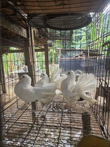 Merpati merak 