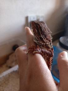 bearded dragon 