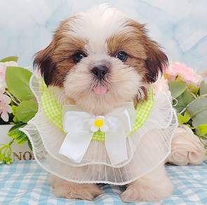 Shih Tzu