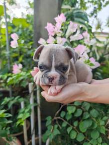 French Bulldog Puppies – Healthy & Playful