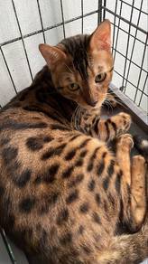 Pure bengal