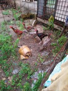 ayam pama 