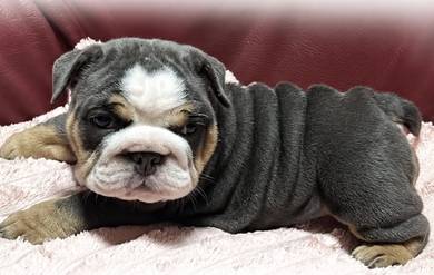 ENGLISH BULLDOG PUPPIES Female C041
