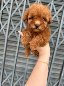 toy poodle