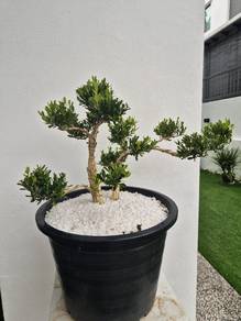 Boxwood Bonsai Promo !!! 一树黄杨，一生吉祥, 镇宅聚财，越养越值钱！