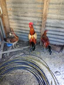 ayam kampung 